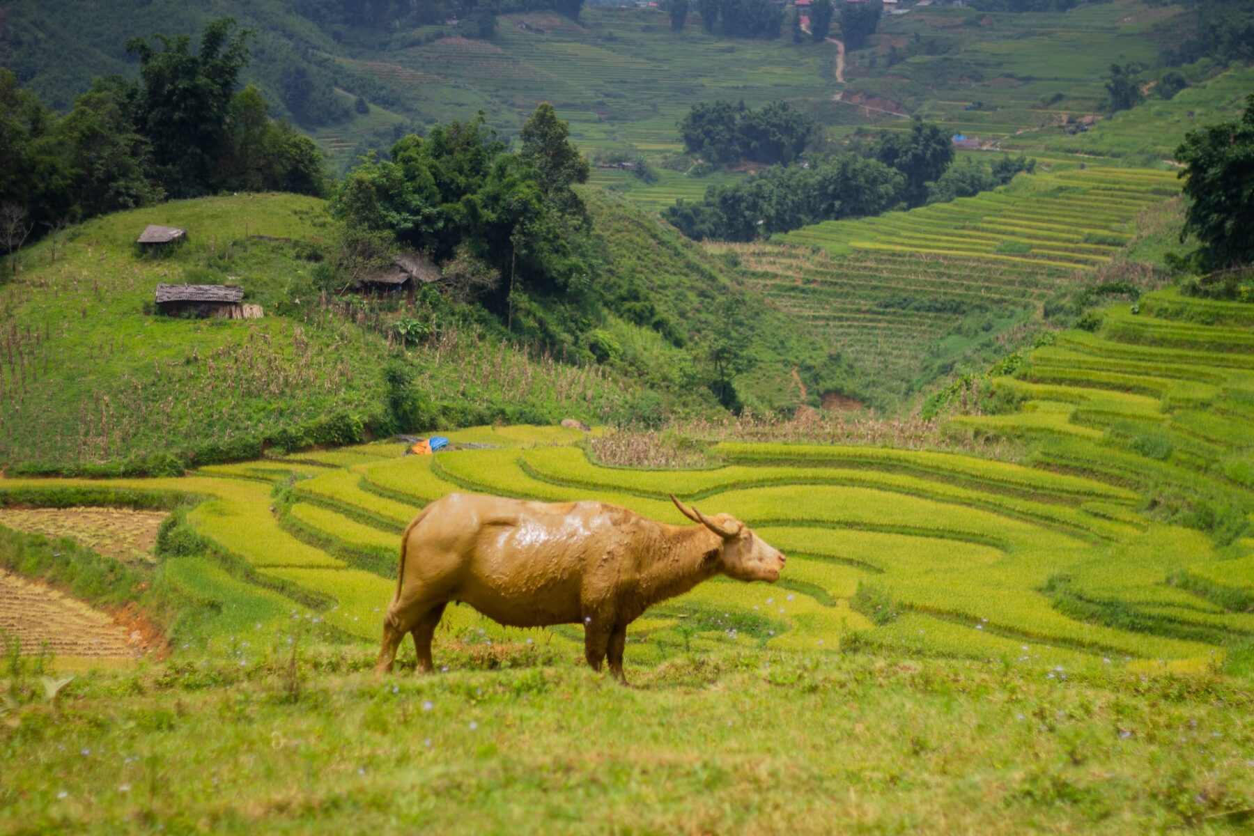 sapa-viet-nam (2) sapa viet nam 2
